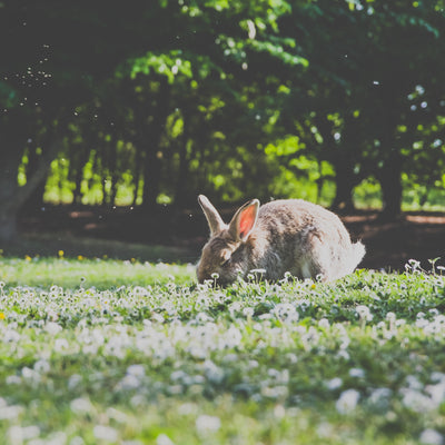 How Cruelty Free Cosmetics Can Help The Planet