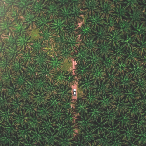 Aerial view of a palm oil plantation 