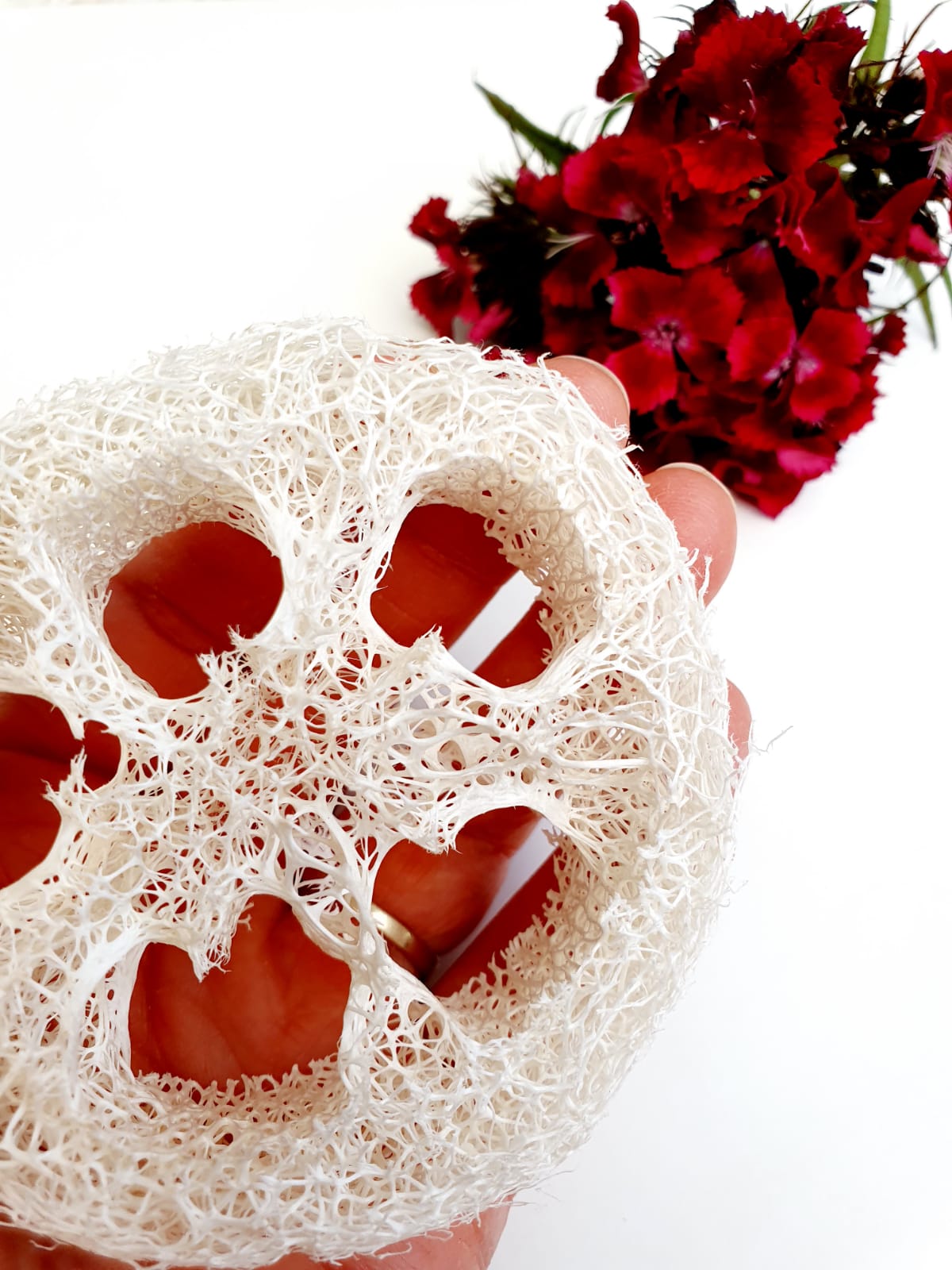 Loofah Slices